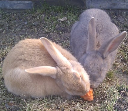 兔子脱毛是怎么回事 脱毛的两种情况