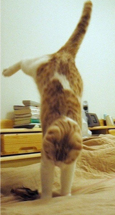 这猫是有练过的啊