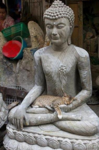 喵星人真会找地方睡觉