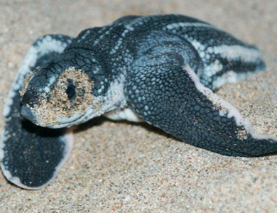 棱皮龟价格 棱皮龟的数量在锐减