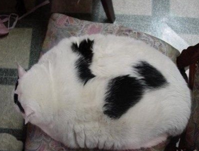 你才胖，你才像个坐垫，你全家都像个坐垫