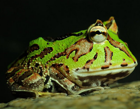 角蛙有毒吗 角蛙最好不要上手一起玩耍