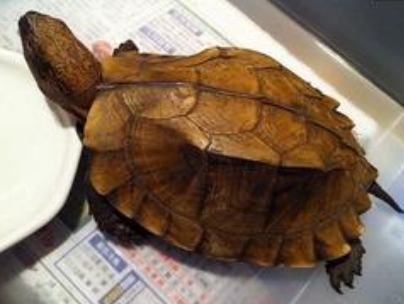 锯缘龟不吃东西 龟“夏眠"不必强行喂食