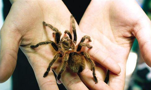 红玫瑰蜘蛛饲养方法 了解习性十分重要
