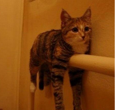 它自己觉得这样很舒服