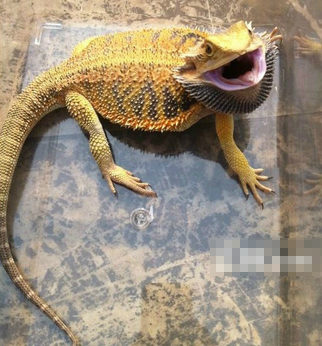 鬃狮蜥有毒吗 鬃狮蜥有强烈的阶级关系