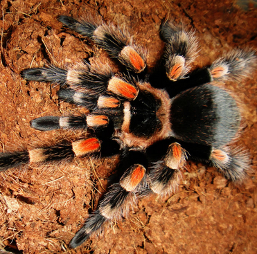 墨西哥红膝头价格 适应湿度的能力较高