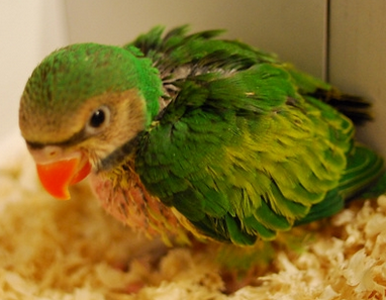 小绯胸鹦鹉寿命 大概是在20年左右