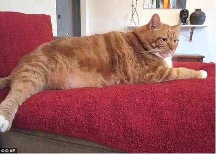 被遗弃的肥猫花3年成功减重23斤 闪瞎全世界