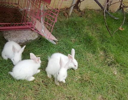 怎么知道兔子怀孕了 检查兔子怀孕的方法