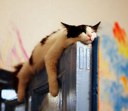 累了哪趴着都行