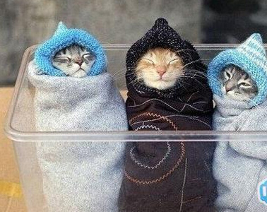超萌的小猫咪，看着就觉得好冷喔