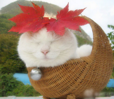 我是村里一枝花