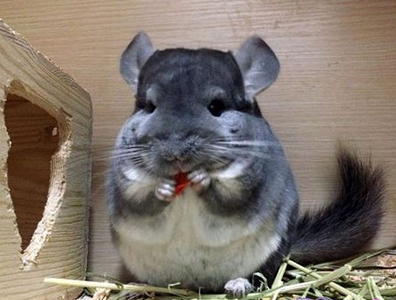 孕妇可以养龙猫吗 要科学的饲养龙猫