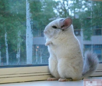 宠物龙猫寿命 龙猫的寿命在10年左右