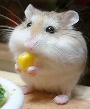 仓鼠湿尾怎么办 是一种非常严重的疾病