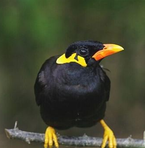 鹩哥多少钱 鹩哥的价格普遍都不会太高