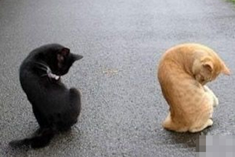 大S 小S，麻烦让一下路，谢谢