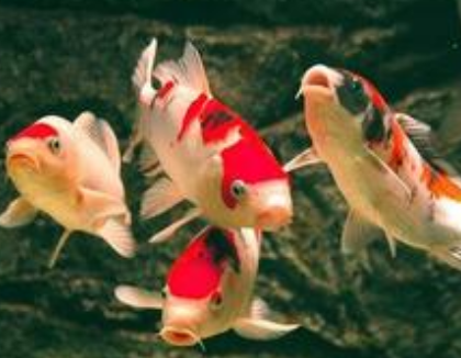 锦鲤鱼怎么养 饵料和投喂方法