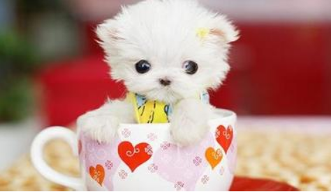 茶杯犬的寿命 狗狗寿命取决于饲养方法