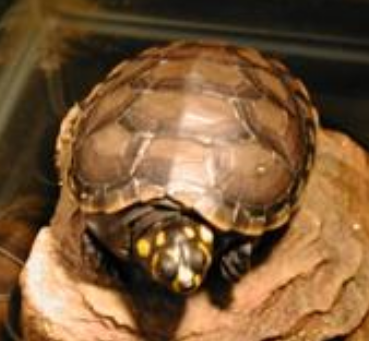 黄头侧颈龟多少钱 价格比较便宜