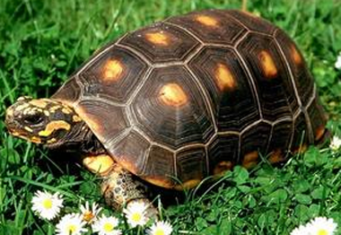 红腿陆龟能长多大 一种中等大小的品种