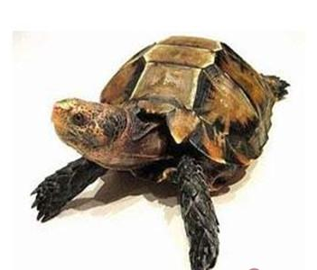 凹甲陆龟多少钱 价格看尺寸而定