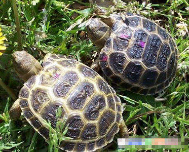 四爪陆龟寿命 雄龟10年才能成熟