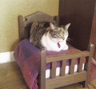 这小床太有爱了，好舒服啊