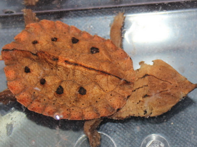  枯叶龟好养吗 是一种很怕光的龟