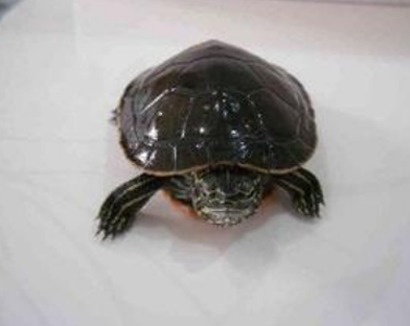 西部锦龟不吃东西 温度变化会影响食欲