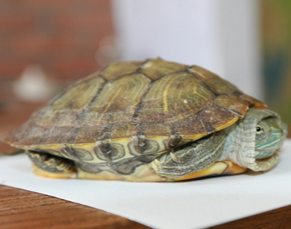 乌龟感冒了怎么办 常因气候突变引起