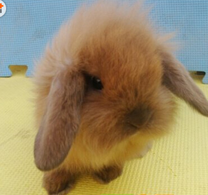 怎么喂养刚出生的小兔子 食物要高营养