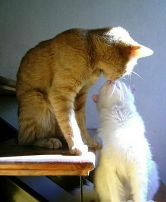 谈一场认真的恋爱，从优雅接吻开始