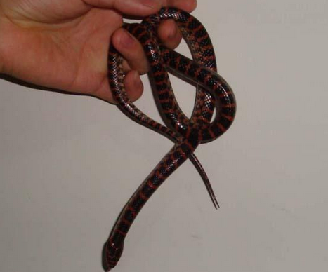 赤练蛇能长多大 野生赤练蛇能长到2米