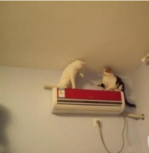 两只二货猫咪就这么一直对持着...