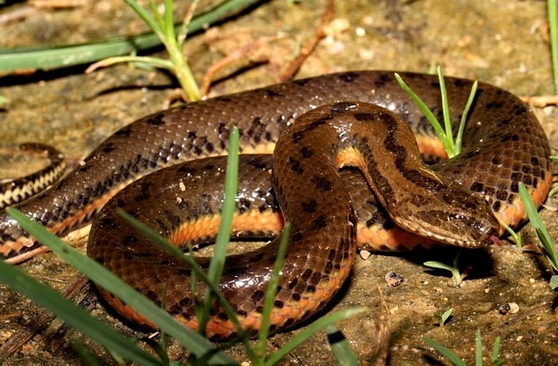 中华水蛇有毒吗 水蛇无毒一般不会咬人