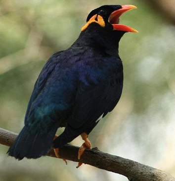 鹩哥怎么教说话 开始时要选简单的短句