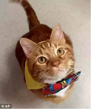 被遗弃的肥猫花3年成功减重23斤 闪瞎全世界