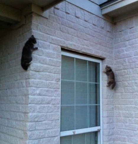 太牛了，猫咪都变蜘蛛侠了