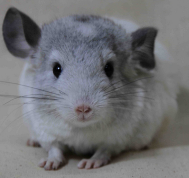 龙猫是猫吗 龙猫学名是南美洲栗鼠