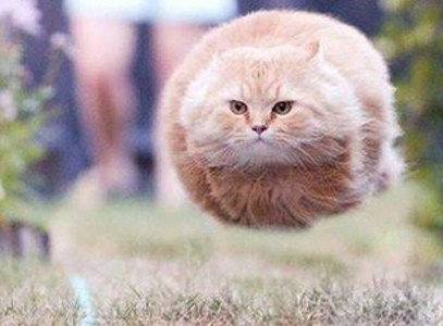 那是一坨飞奔的猫