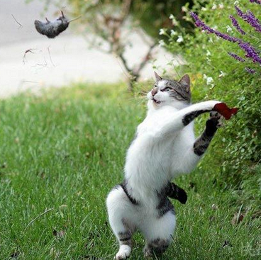 老子的花你也敢抢，活腻歪了