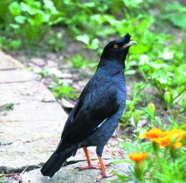  那种八哥会说话 八哥最好购买雏鸟