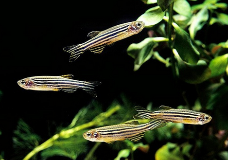 斑马鱼繁殖 饲养斑马鱼时水温最好在25度