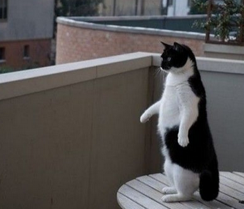 哥不是企鹅，好不容易从箱底儿找出这么一件燕尾服。