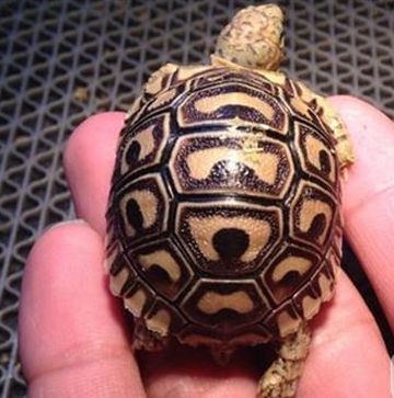 豹纹陆龟好养吗 尽量选择个体比较大的