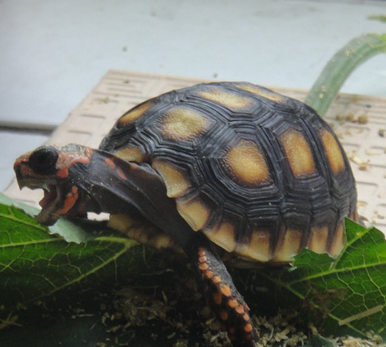 红腿陆龟不吃东西 切勿用些刺激性药物