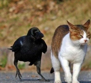 人生最大的悲剧是旁边那只傻鸟我完全不认识