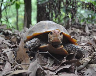 凹甲陆龟寿命 野外的凹甲陆龟数量极少